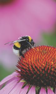 Preview wallpaper bumblebee, flower, bud, pollen