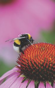 Preview wallpaper bumblebee, flower, bud, pollen