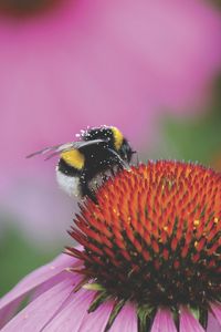 Preview wallpaper bumblebee, flower, bud, pollen