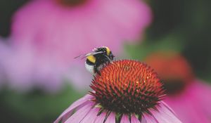 Preview wallpaper bumblebee, flower, bud, pollen