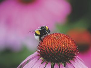 Preview wallpaper bumblebee, flower, bud, pollen