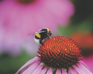 Preview wallpaper bumblebee, flower, bud, pollen