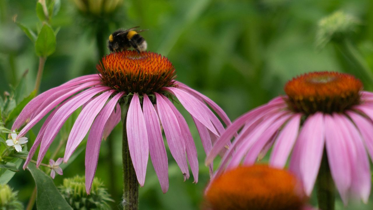 Wallpaper bumblebee, flower, insect, petals, macro