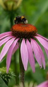 Preview wallpaper bumblebee, flower, insect, petals, macro