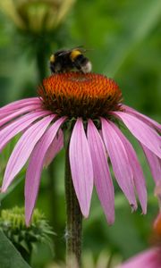 Preview wallpaper bumblebee, flower, insect, petals, macro
