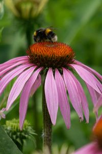 Preview wallpaper bumblebee, flower, insect, petals, macro