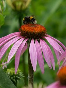 Preview wallpaper bumblebee, flower, insect, petals, macro