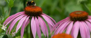 Preview wallpaper bumblebee, flower, insect, petals, macro