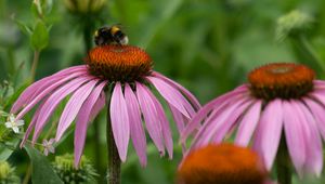Preview wallpaper bumblebee, flower, insect, petals, macro