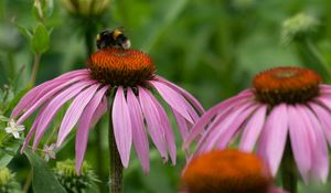 Preview wallpaper bumblebee, flower, insect, petals, macro