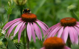 Preview wallpaper bumblebee, flower, insect, petals, macro