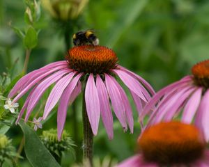 Preview wallpaper bumblebee, flower, insect, petals, macro