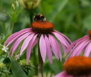 Preview wallpaper bumblebee, flower, insect, petals, macro