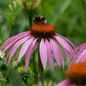 Preview wallpaper bumblebee, flower, insect, petals, macro