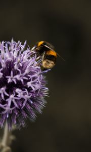 Preview wallpaper bumblebee, flower, insect, macro