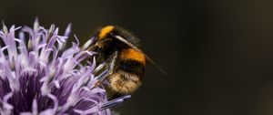 Preview wallpaper bumblebee, flower, insect, macro