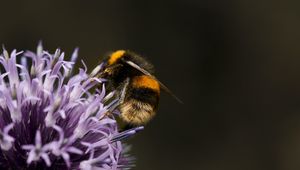 Preview wallpaper bumblebee, flower, insect, macro