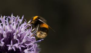 Preview wallpaper bumblebee, flower, insect, macro