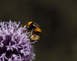 Preview wallpaper bumblebee, flower, insect, macro