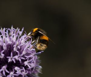 Preview wallpaper bumblebee, flower, insect, macro