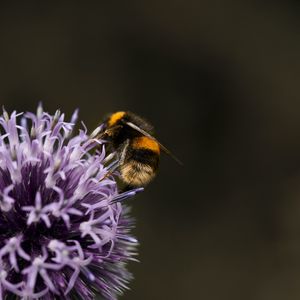 Preview wallpaper bumblebee, flower, insect, macro