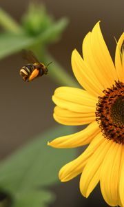 Preview wallpaper bumblebee, flower, insect, macro, yellow