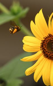 Preview wallpaper bumblebee, flower, insect, macro, yellow