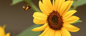 Preview wallpaper bumblebee, flower, insect, macro, yellow
