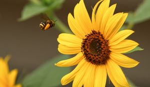 Preview wallpaper bumblebee, flower, insect, macro, yellow