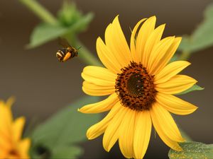 Preview wallpaper bumblebee, flower, insect, macro, yellow