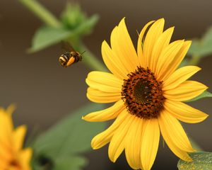 Preview wallpaper bumblebee, flower, insect, macro, yellow