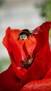 Preview wallpaper bumblebee, flower, macro, flight