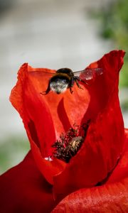 Preview wallpaper bumblebee, flower, macro, flight