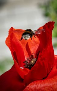 Preview wallpaper bumblebee, flower, macro, flight