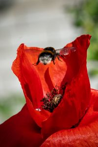 Preview wallpaper bumblebee, flower, macro, flight