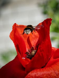 Preview wallpaper bumblebee, flower, macro, flight