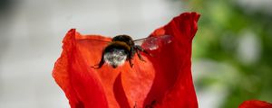 Preview wallpaper bumblebee, flower, macro, flight