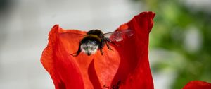 Preview wallpaper bumblebee, flower, macro, flight