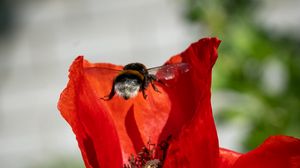 Preview wallpaper bumblebee, flower, macro, flight