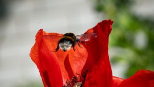 Preview wallpaper bumblebee, flower, macro, flight