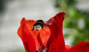 Preview wallpaper bumblebee, flower, macro, flight