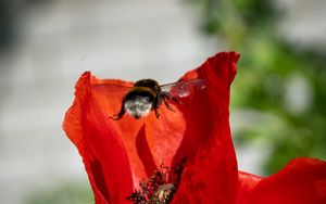 Preview wallpaper bumblebee, flower, macro, flight