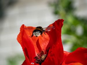 Preview wallpaper bumblebee, flower, macro, flight