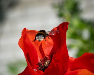 Preview wallpaper bumblebee, flower, macro, flight