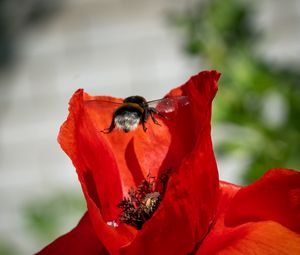 Preview wallpaper bumblebee, flower, macro, flight