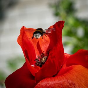 Preview wallpaper bumblebee, flower, macro, flight