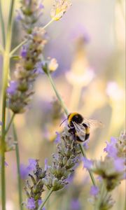 Preview wallpaper bumblebee, flower, macro, insect