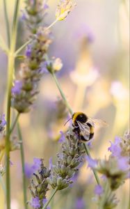 Preview wallpaper bumblebee, flower, macro, insect