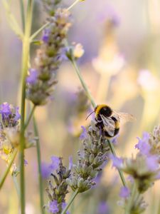 Preview wallpaper bumblebee, flower, macro, insect