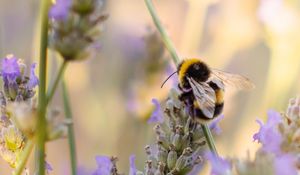 Preview wallpaper bumblebee, flower, macro, insect